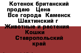 Котенок британский продаю › Цена ­ 3 000 - Все города, Каменск-Шахтинский г. Животные и растения » Кошки   . Ставропольский край